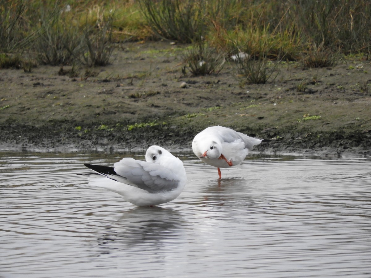 Black-headed Gull - ML116587801