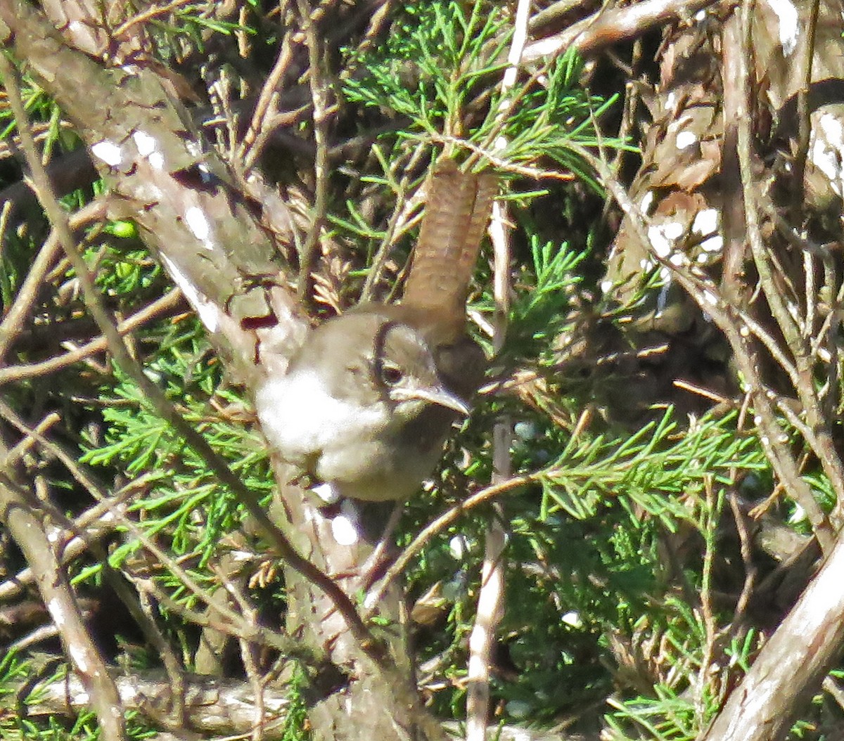 House Wren - ML116588031