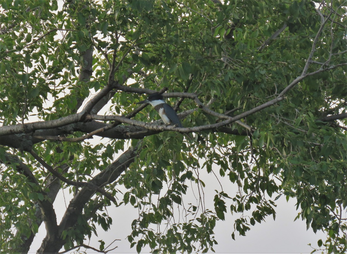 Belted Kingfisher - ML116588441
