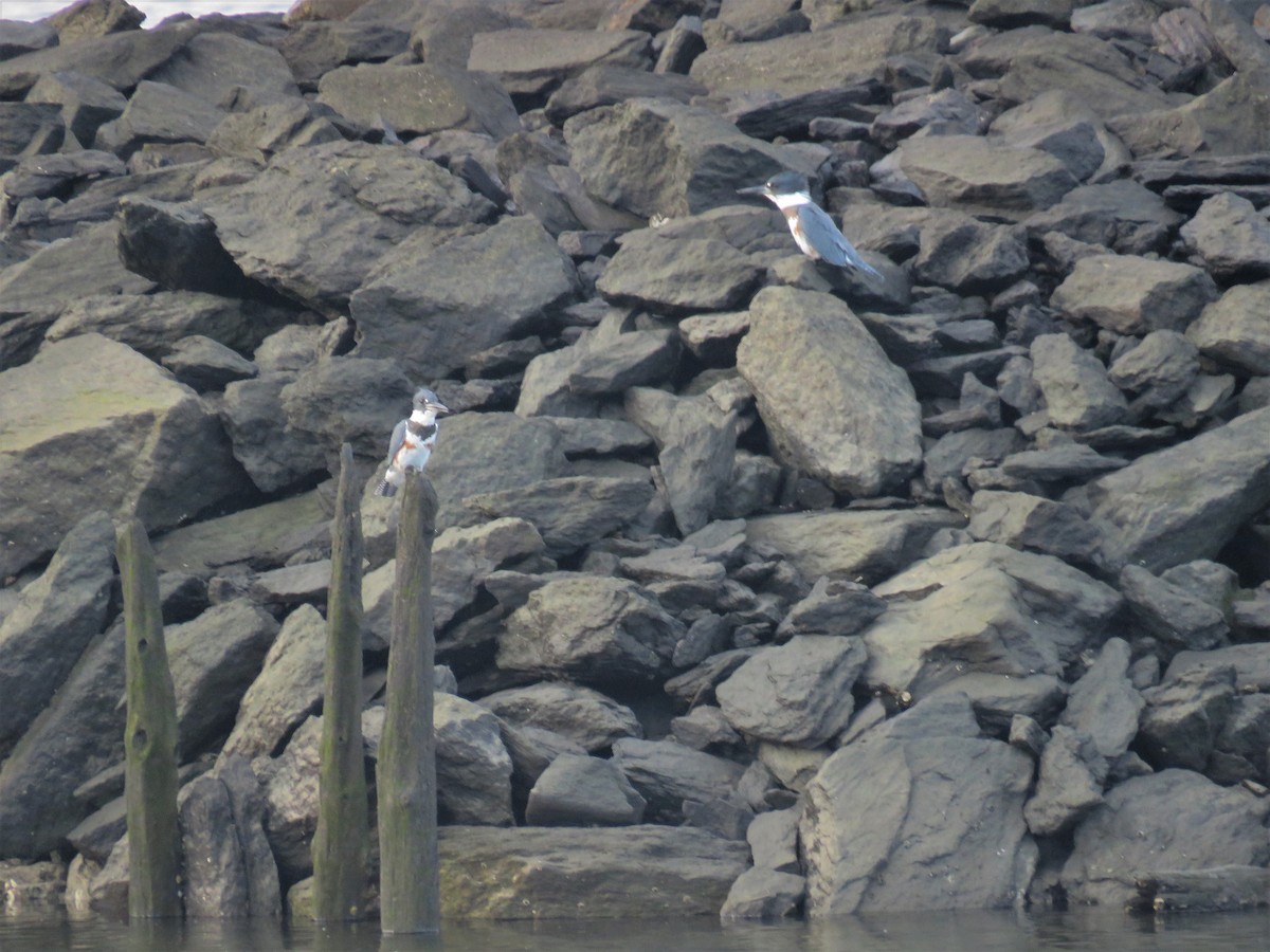 Belted Kingfisher - ML116588451