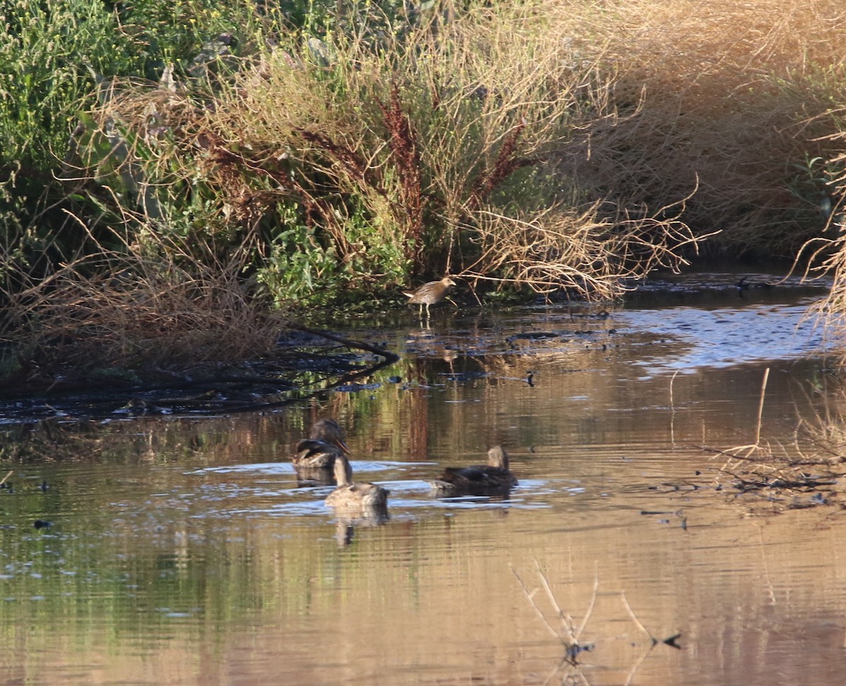 Polluela Sora - ML116588671