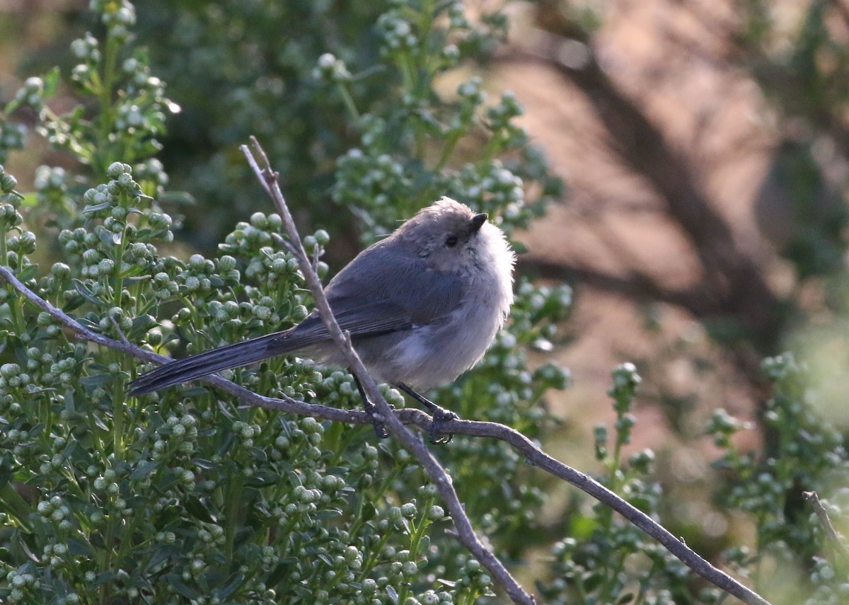 Bushtit - ML116589091