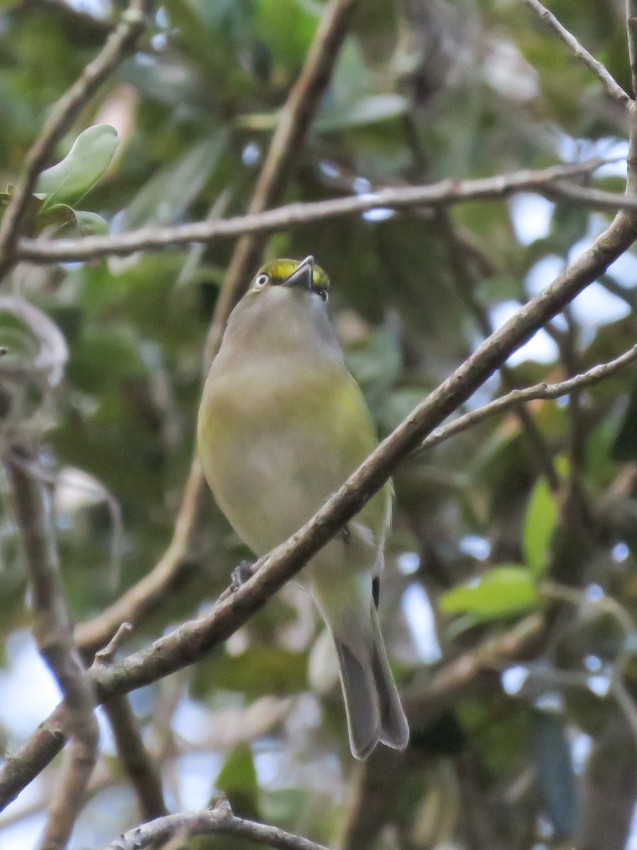 White-eyed Vireo - ML116589171