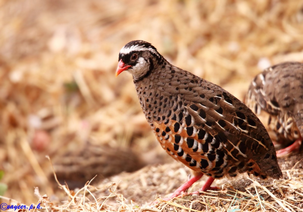 Painted Bush-Quail - Mohammed Sayeer