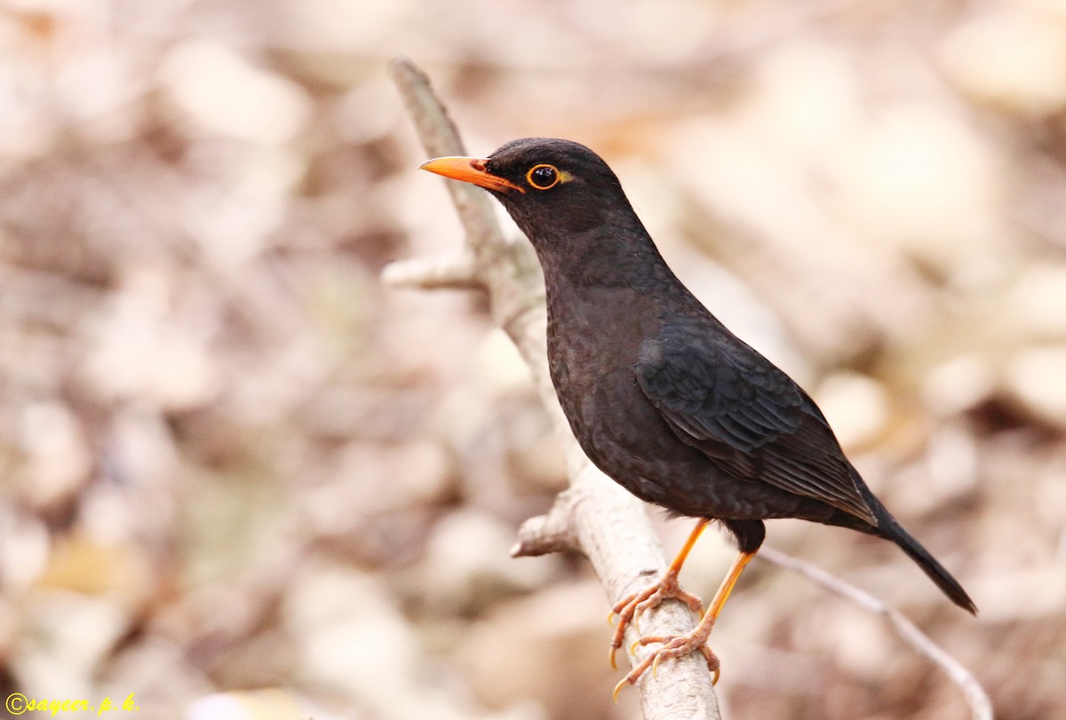 Indian Blackbird - Mohammed Sayeer