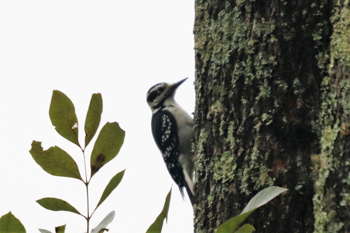 Hairy Woodpecker - ML116590331