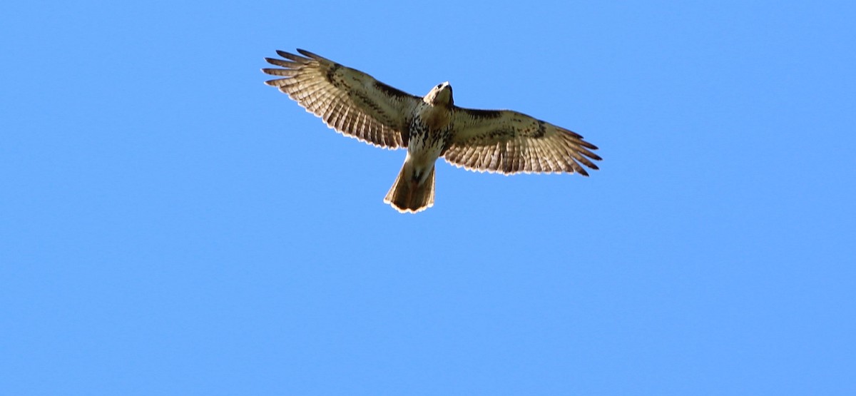 Red-tailed Hawk - ML116592261