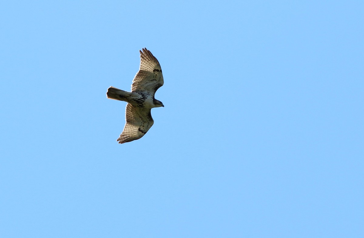 Red-tailed Hawk - ML116592761