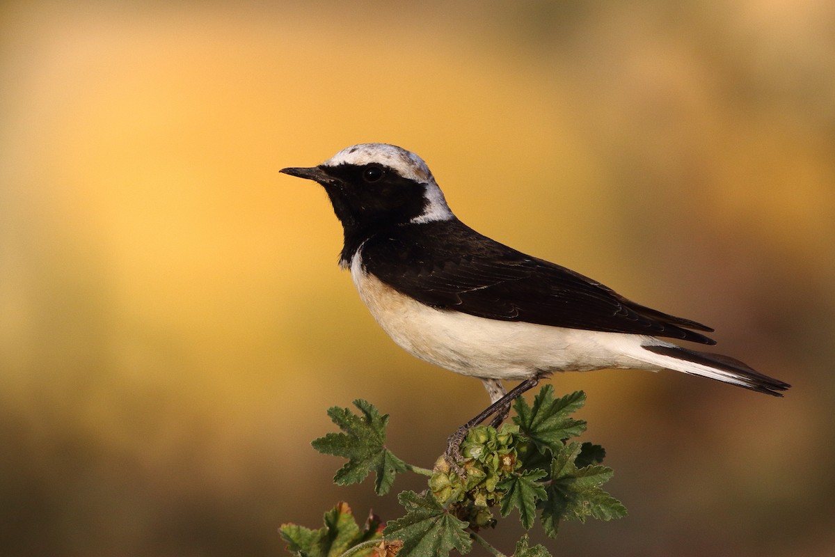 Pied Wheatear - Ohad Sherer