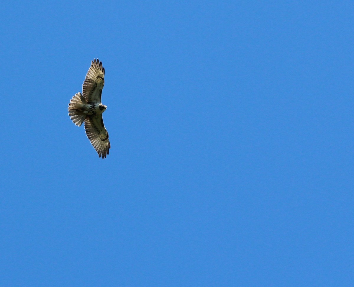 Red-tailed Hawk - ML116594851