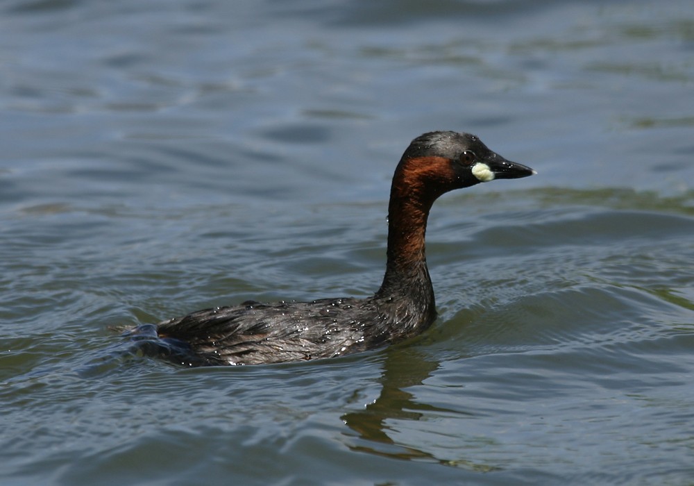 Little Grebe - Keith CC Mitchell