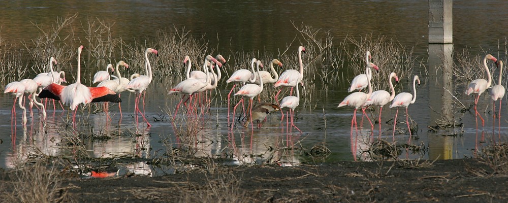 Greater Flamingo - Keith CC Mitchell