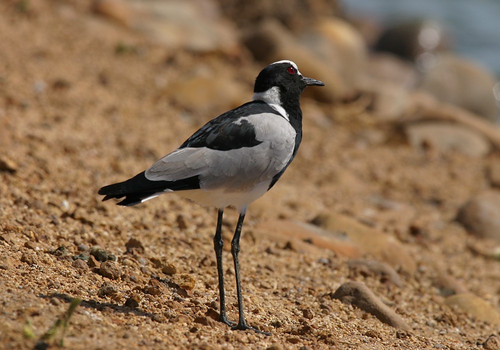 Blacksmith Lapwing - ML116595421