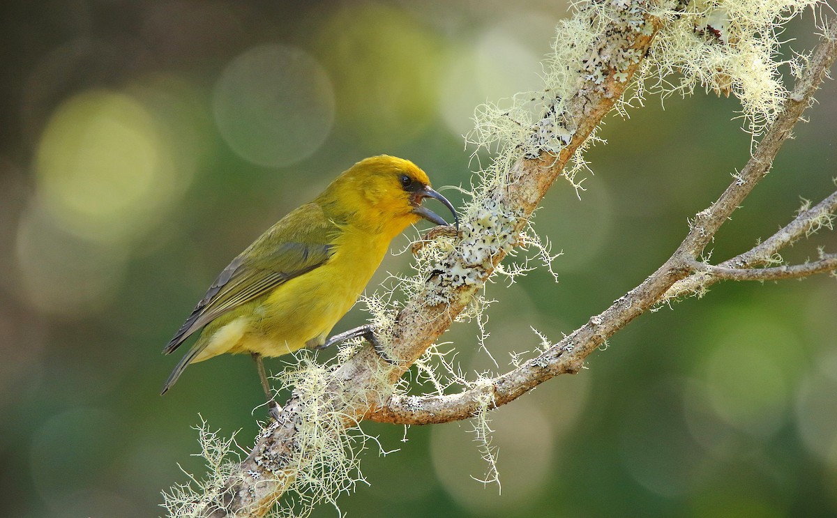 Akiapolaau - Thanasis Tsafonis