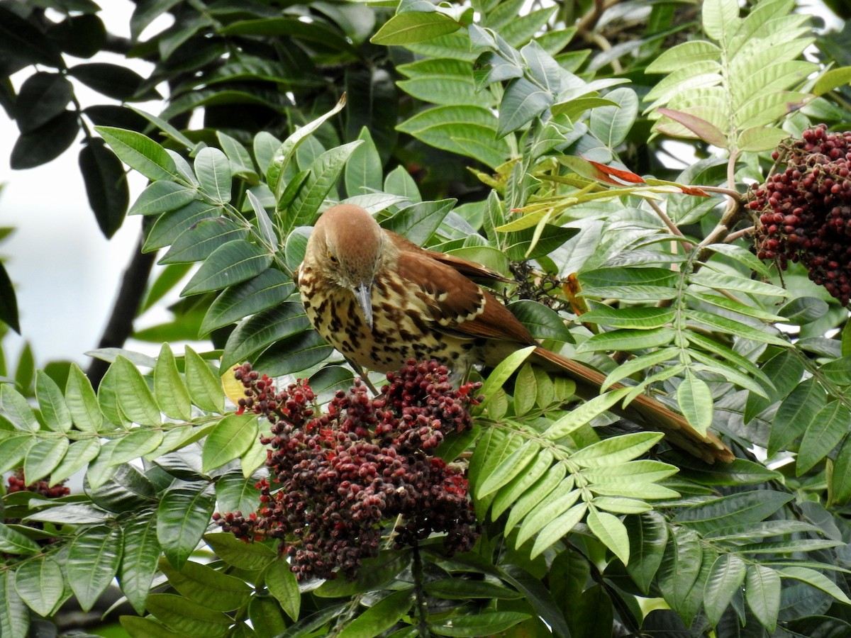 Brown Thrasher - ML116597461