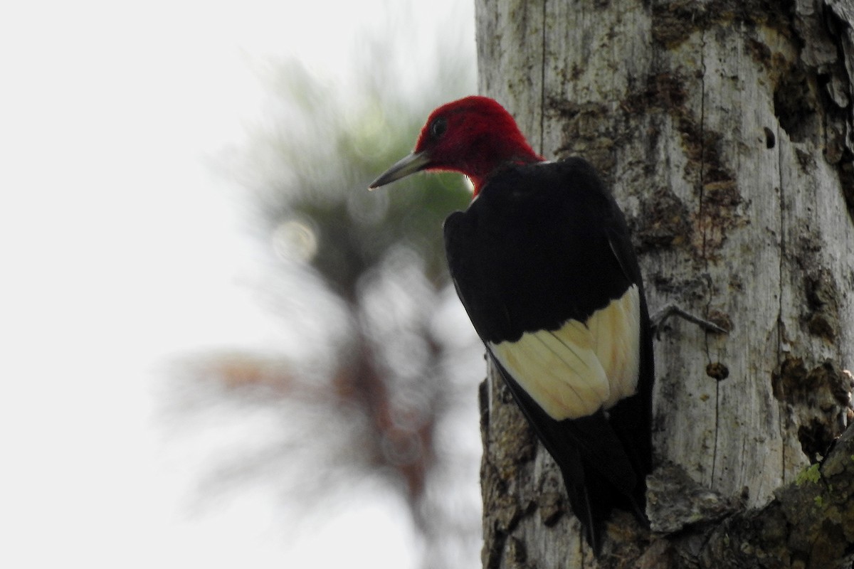 Red-headed Woodpecker - ML116598521