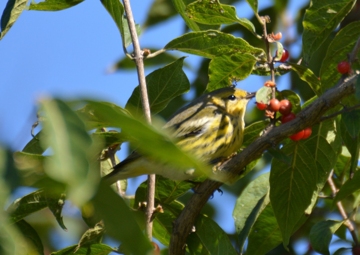 Cape May Warbler - ML116601361