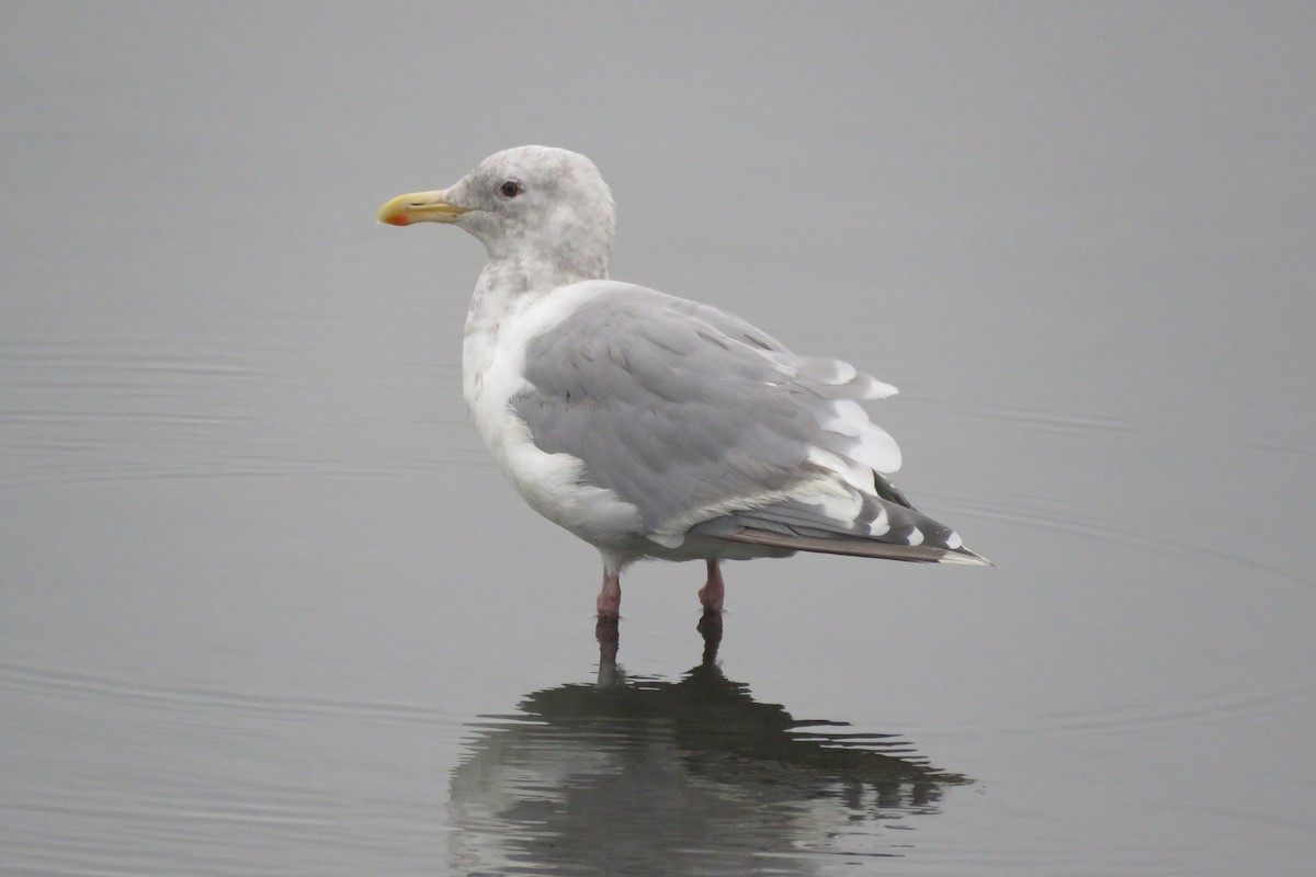 Glaucous-winged Gull - ML116601481