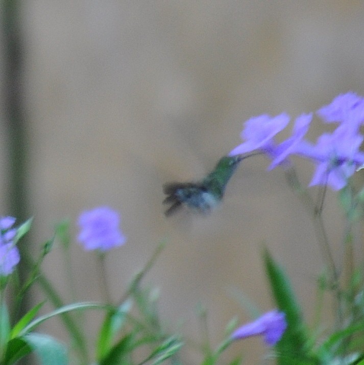 kolibřík zrcadlový - ML116601641
