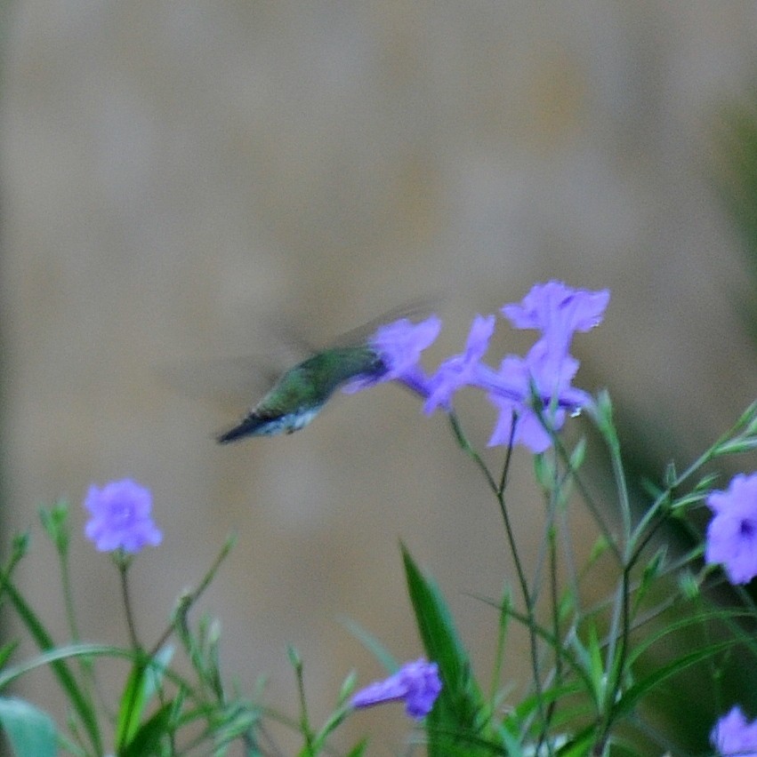 kolibřík zrcadlový - ML116601651