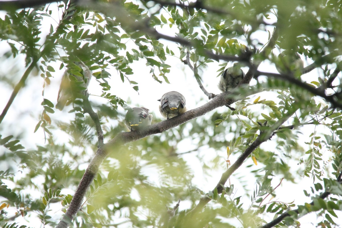 Cedar Waxwing - ML116602331