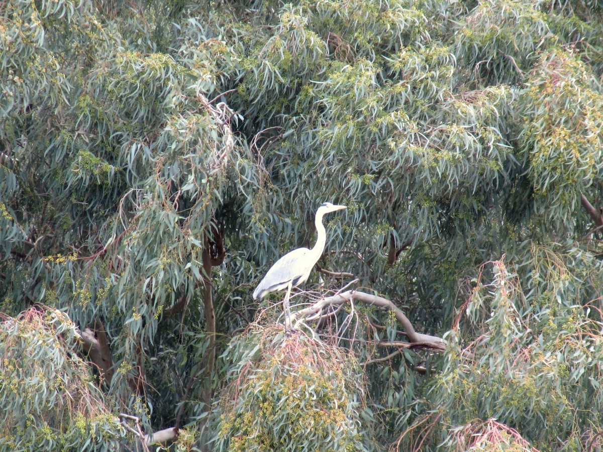 Gray Heron - ML116603951