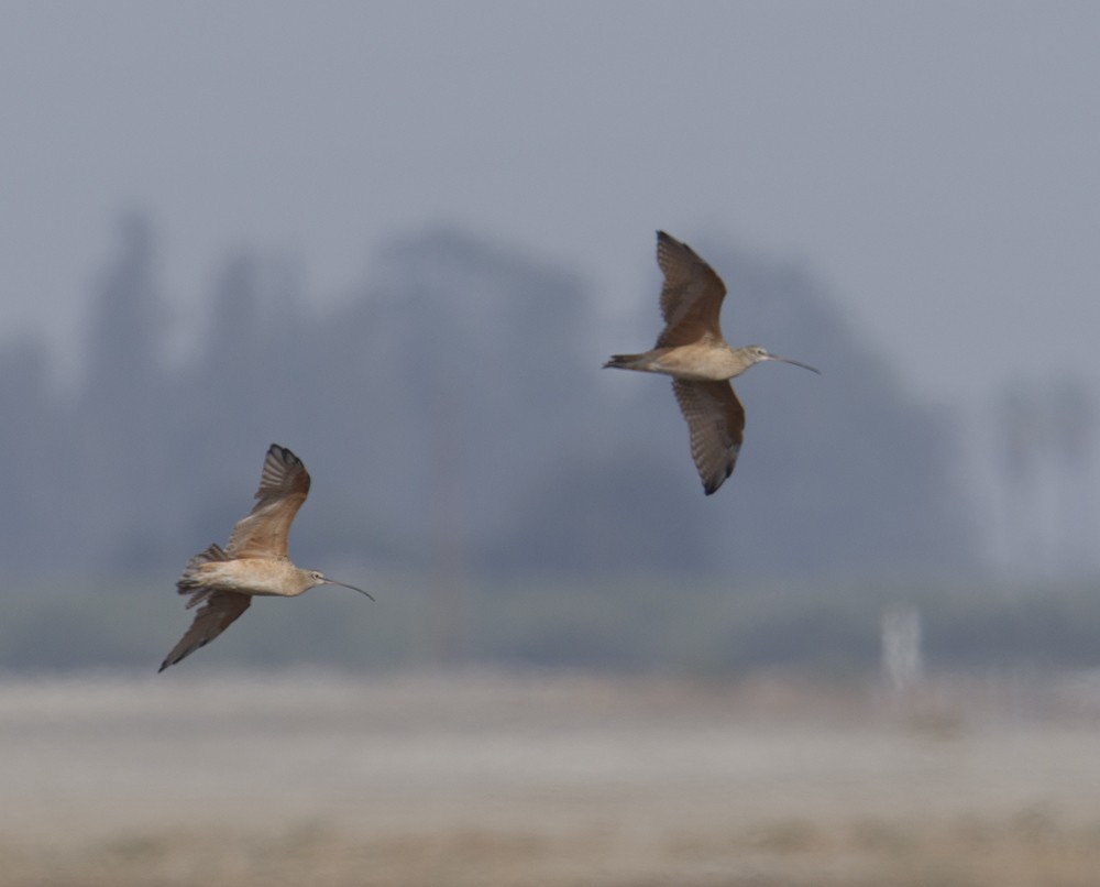 Long-billed Curlew - ML116604181