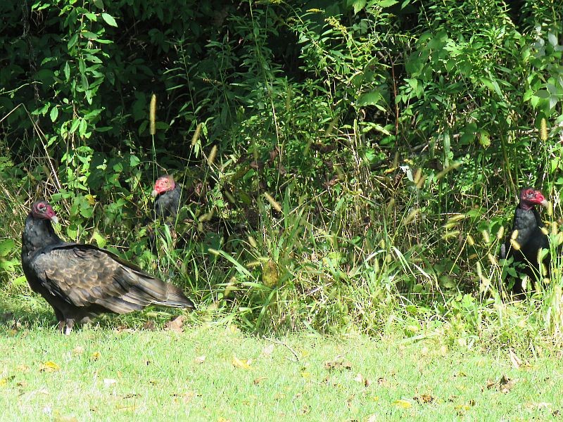 Turkey Vulture - Tracy The Birder