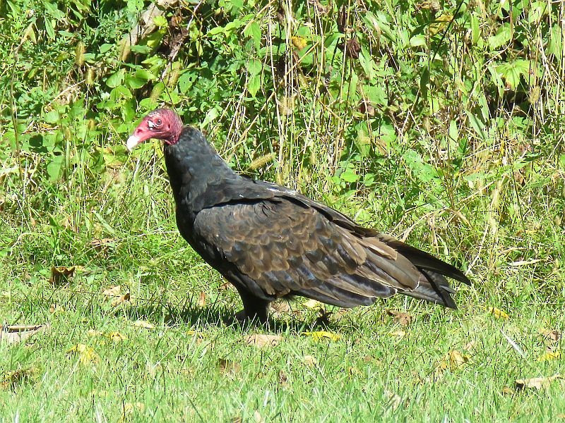 Urubu à tête rouge - ML116606911