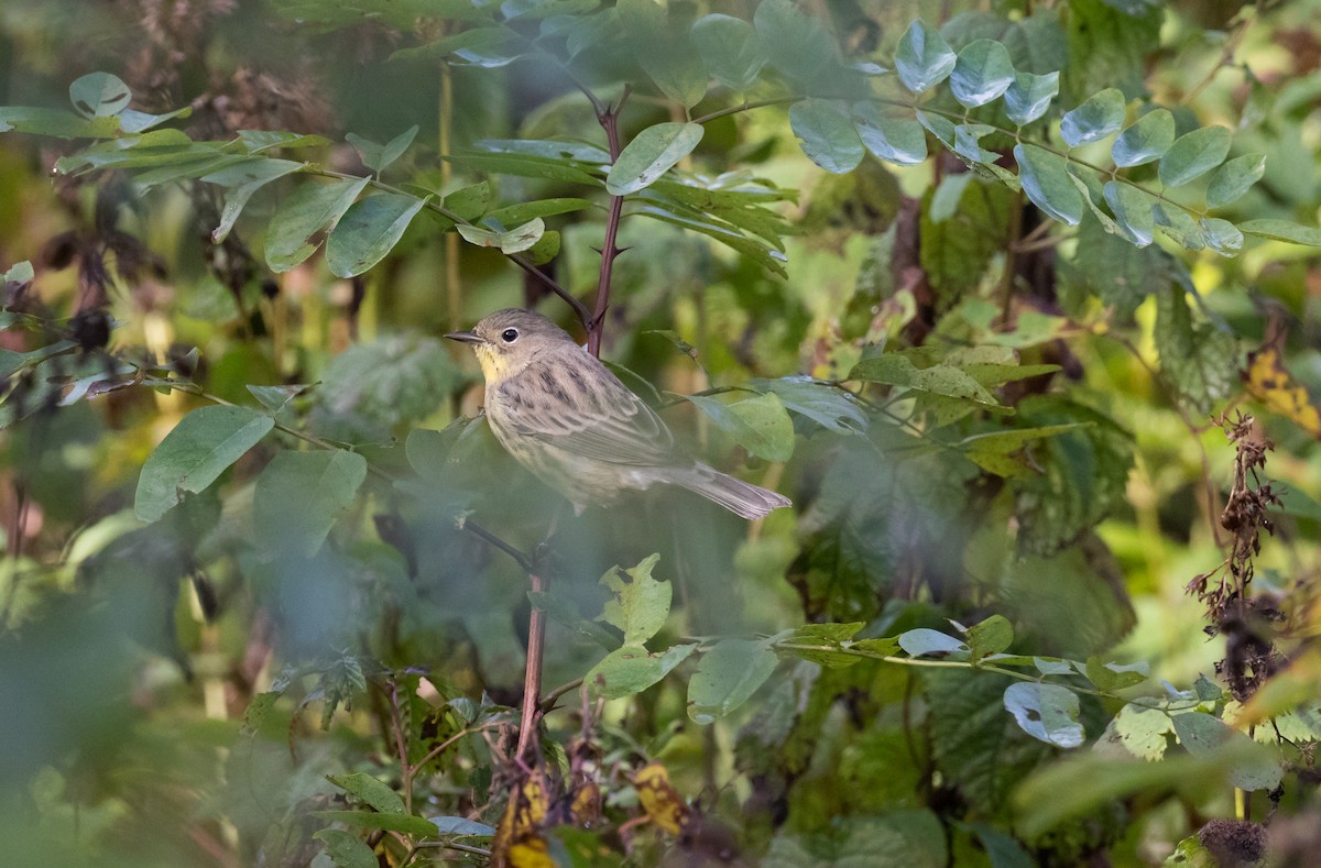 Kirtland's Warbler - ML116608061