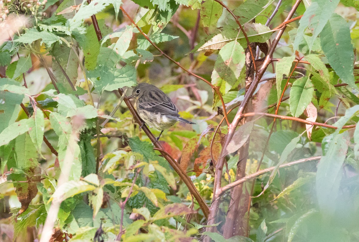 Kirtland's Warbler - Anne Olsen