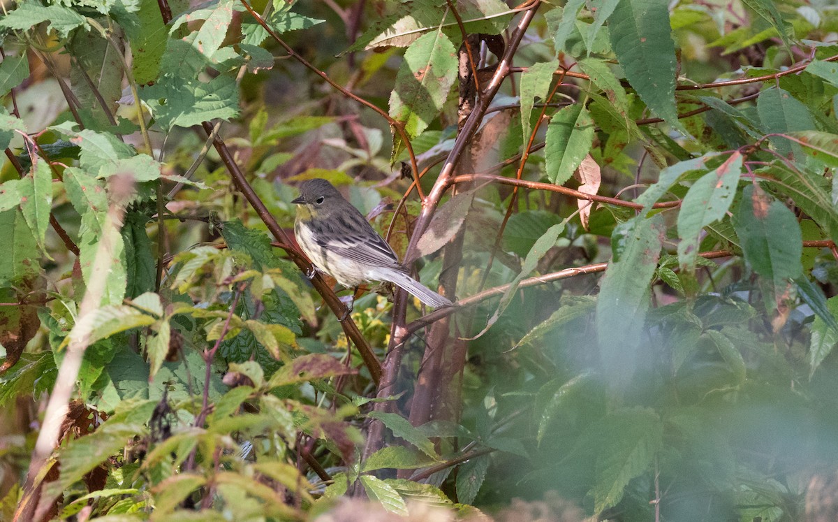 Kirtland's Warbler - Anne Olsen