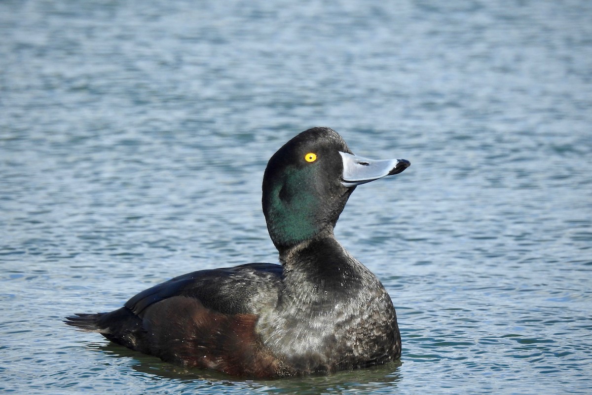 New Zealand Scaup - ML116608551