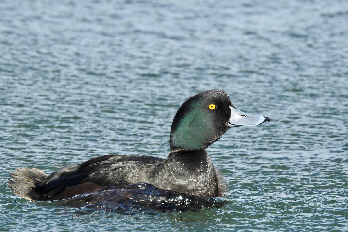 New Zealand Scaup - ML116608601