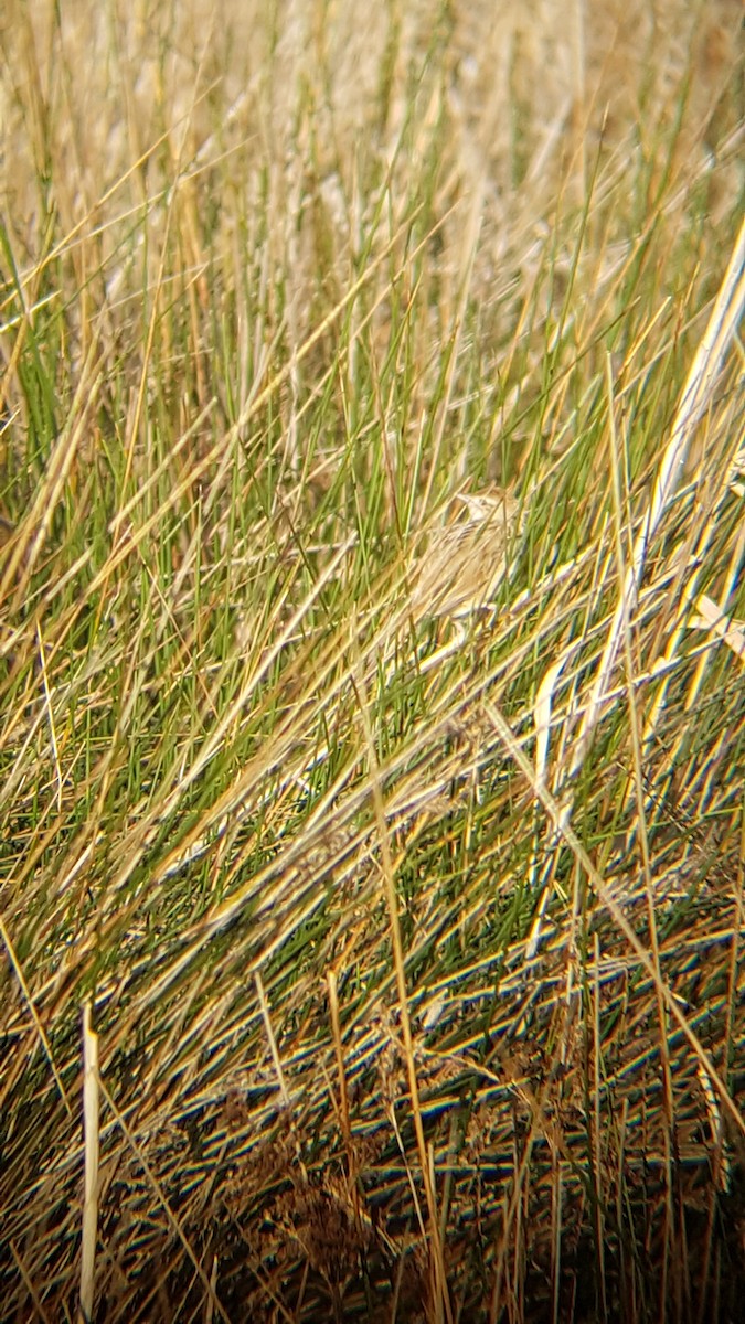 Tawny Grassbird - ML116610821