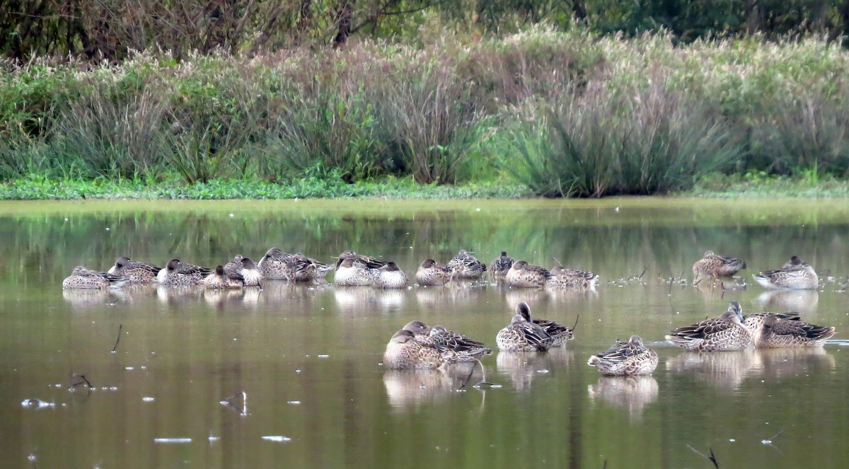 Blue-winged Teal - ML116612011