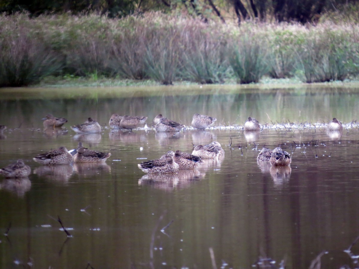 Blue-winged Teal - ML116612021