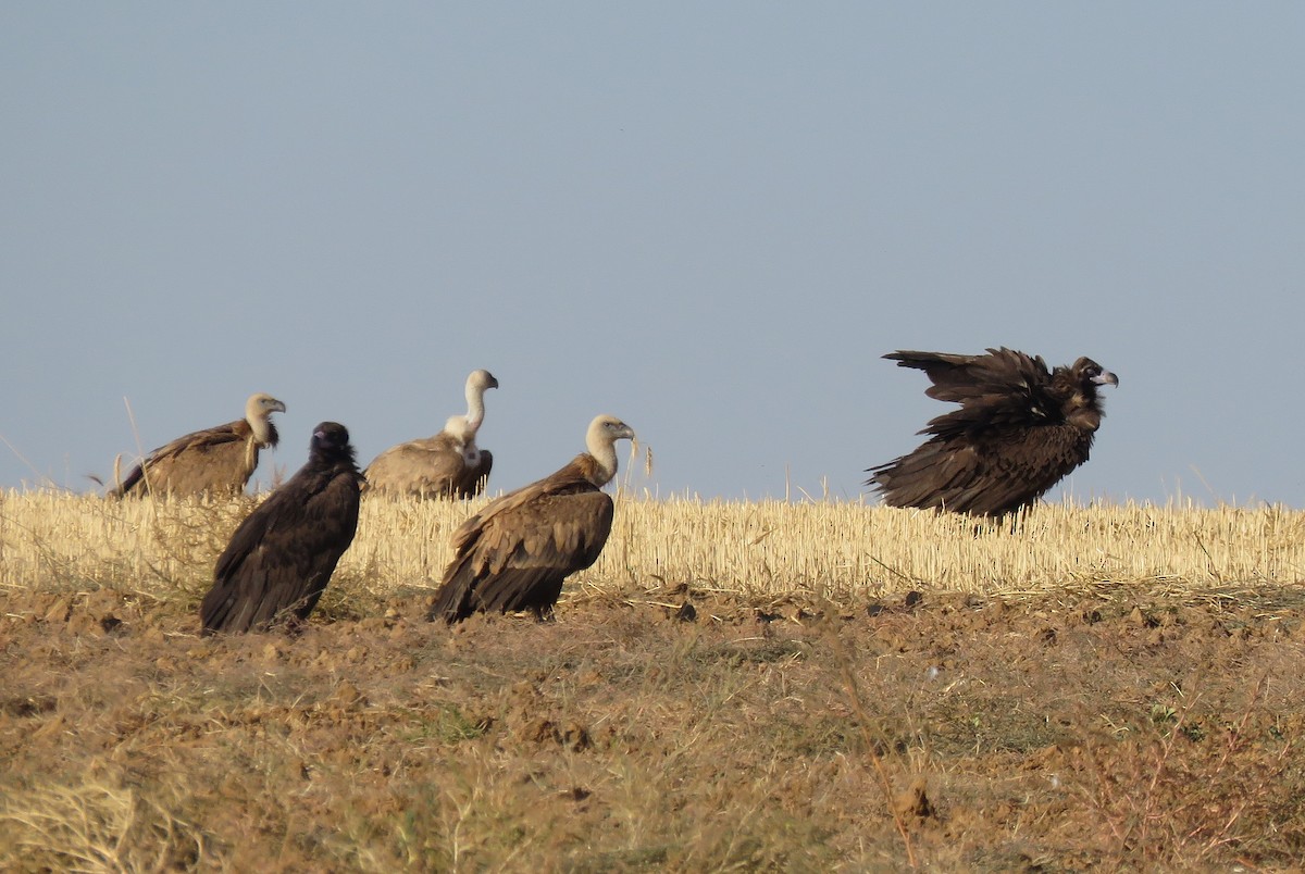 Eurasian Griffon - Miguel Rodríguez Esteban