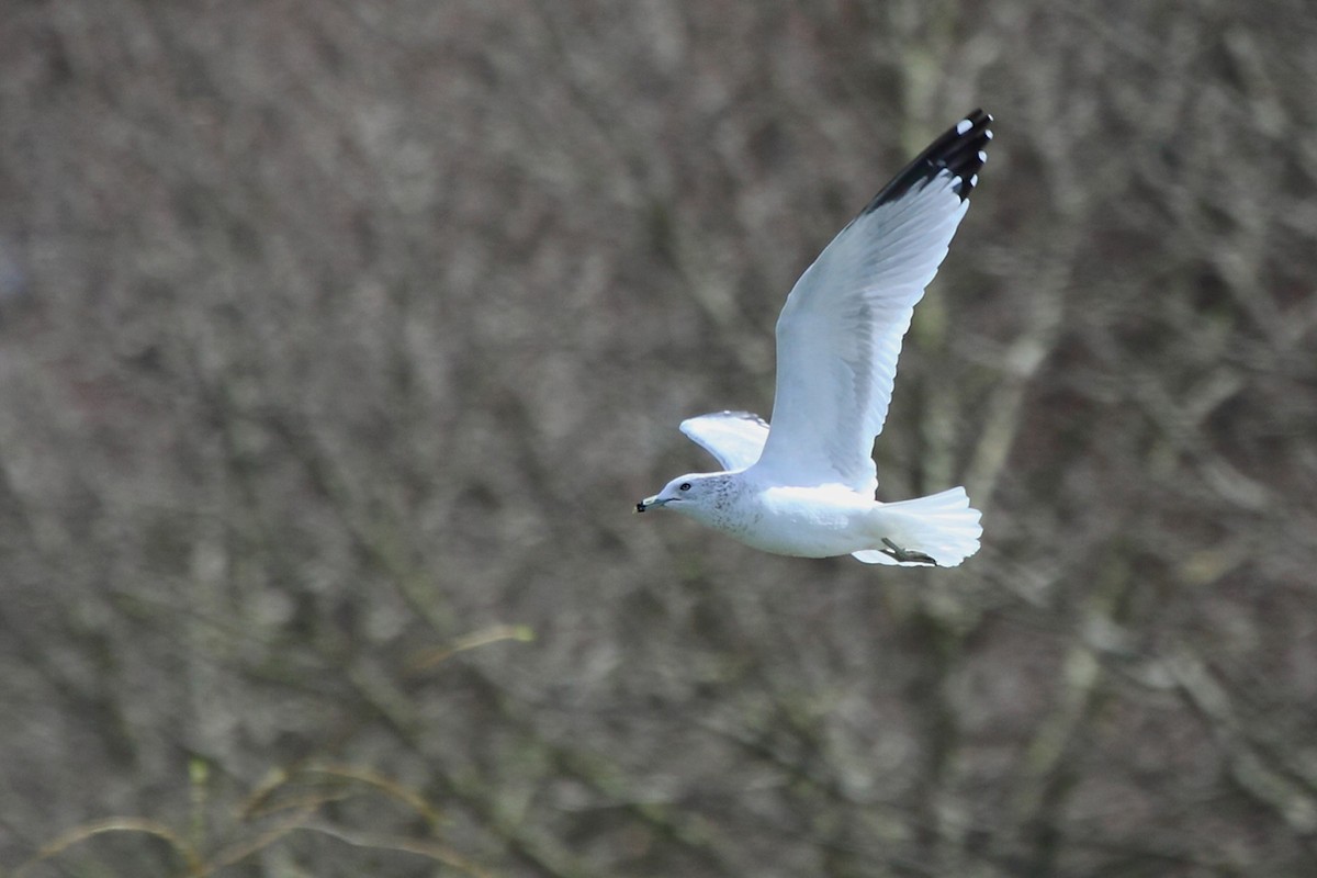 Ring-billed Gull - António Gonçalves