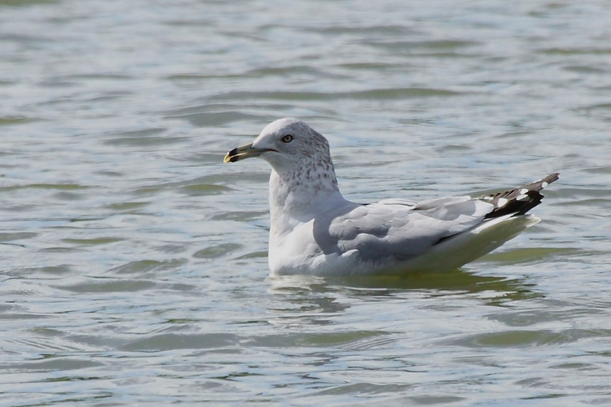 Ring-billed Gull - ML116614461