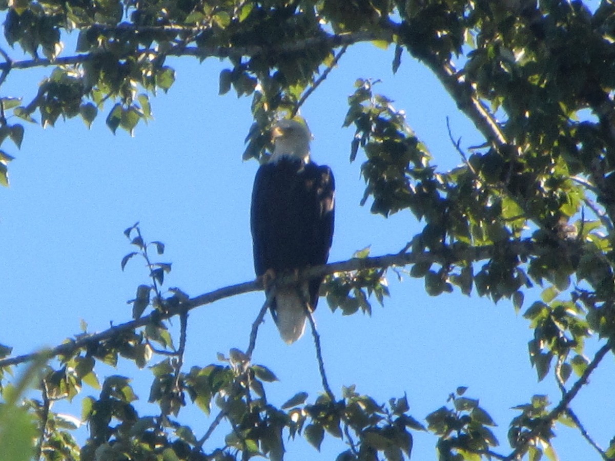 Bald Eagle - ML116616141