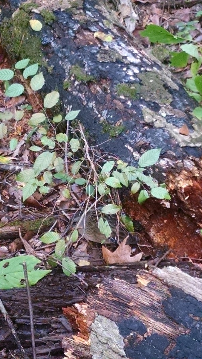 Virginia Rail - ML116616561