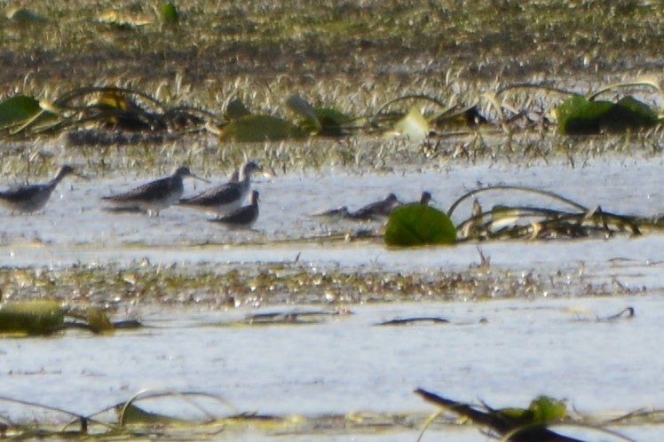 Гурвалж элсэг - ML116617331