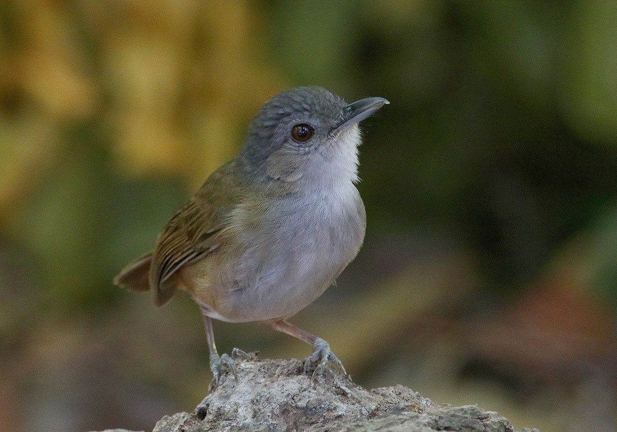 Horsfield's Babbler - ML116617691