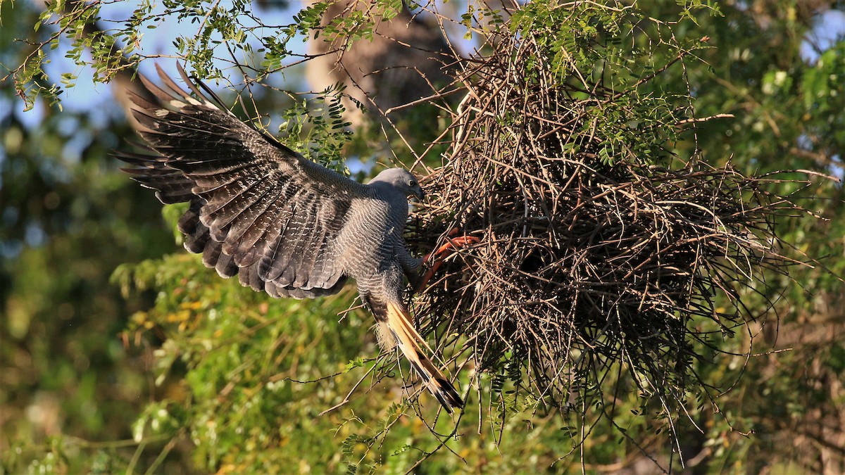 Crane Hawk - ML116620731