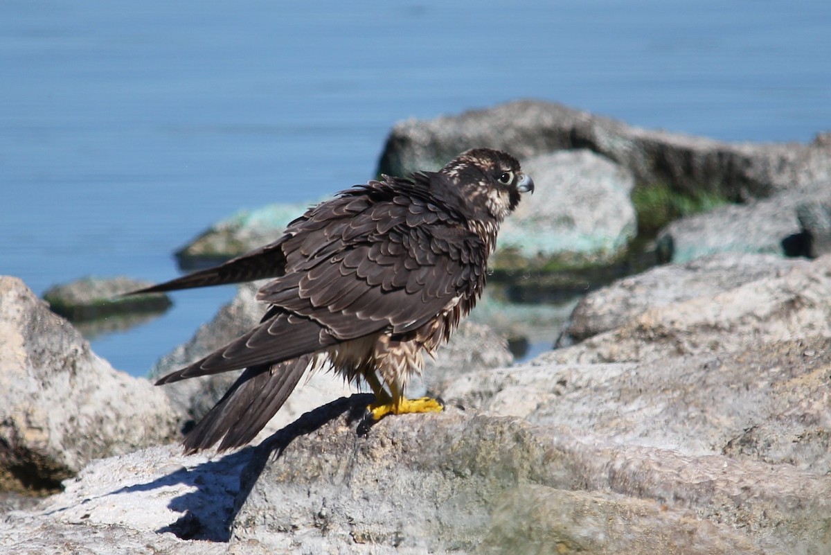 Peregrine Falcon - ML116621071