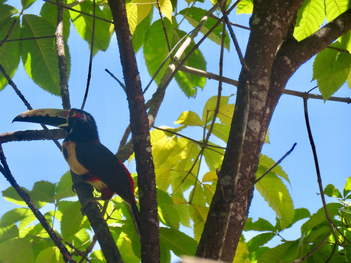 Collared Aracari - Jan Hansen