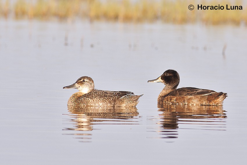 Black-headed Duck - ML116623781