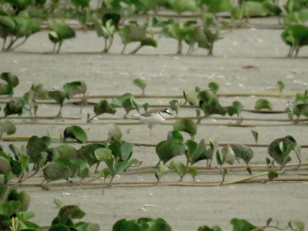 Collared Plover - ML116626731