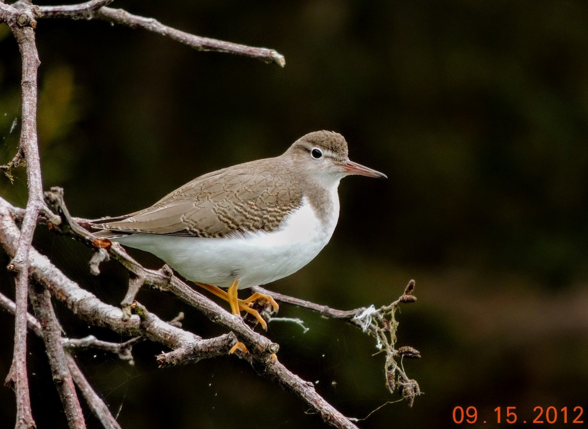 Spotted Sandpiper - ML116627111